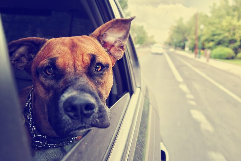 A Guide To Vacation With Your Dog