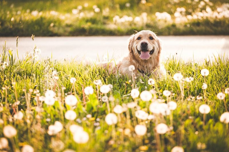 Can Dogs Have Allergies?