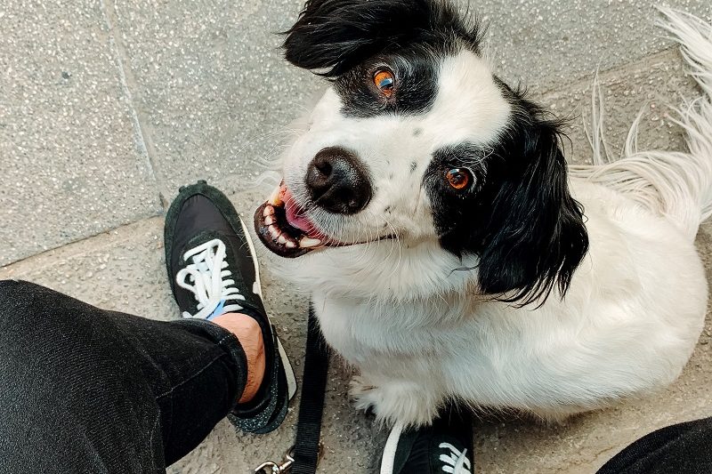 Why Adopting A Pet Is Beneficial