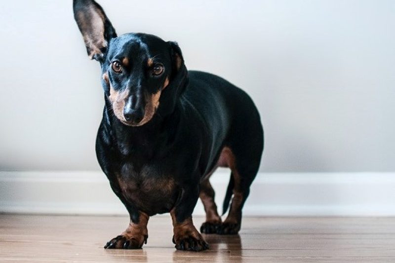 4 Common Types of Bone and Joint Conditions in Pets and How to Treat Them