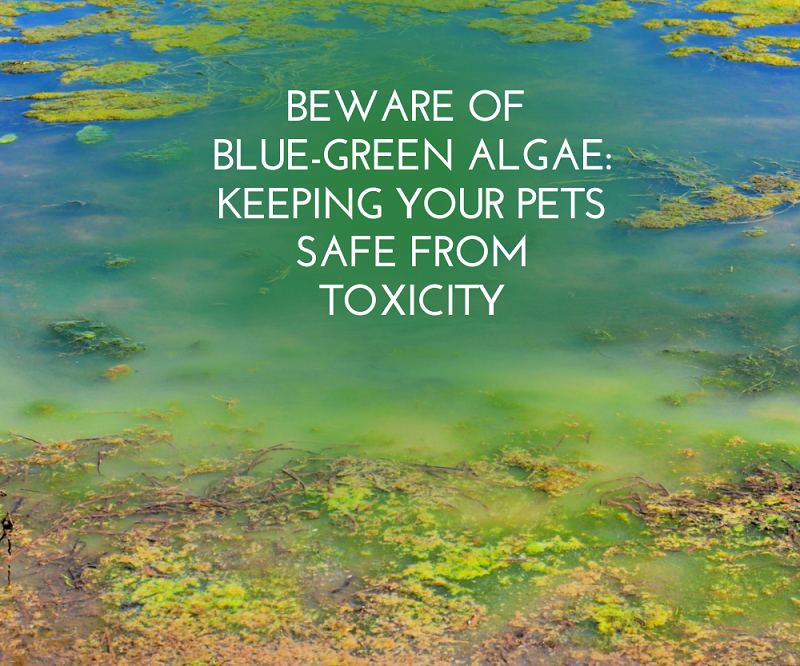 Beware of Blue-Green Algae: Keeping Your Pets Safe from Toxicity